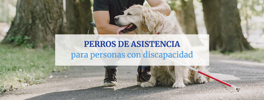 Perros de asistencia para personas con discapacidad
